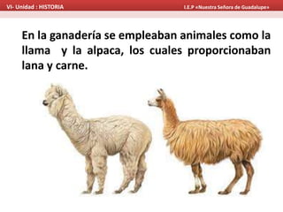 En la ganadería se empleaban animales como la
llama y la alpaca, los cuales proporcionaban
lana y carne.
VI- Unidad : HISTORIA I.E.P «Nuestra Señora de Guadalupe»
 