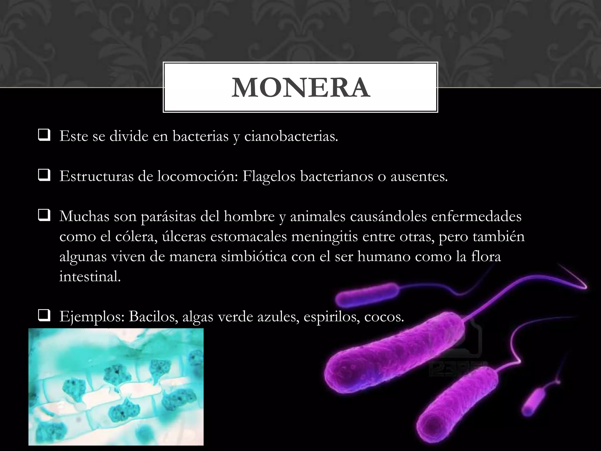Reinos biológicos | PPTX