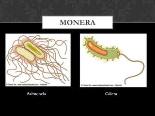 MONERA
Salmonela Cólera
 