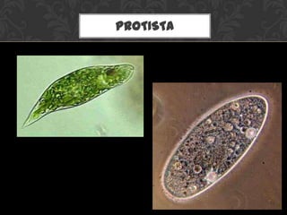 PROTISTA
 
