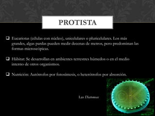 PROTISTA
 Eucariotas (células con núcleo), unicelulares o pluricelulares. Los más
grandes, algas pardas pueden medir decenas de metros, pero predominan las
formas microscópicas.
 Hábitat: Se desarrollan en ambientes terrestres húmedos o en el medio
interno de otros organismos.
 Nutrición: Autótrofos por fotosíntesis, o heterótrofos por absorción.
Las Diatomeas
 