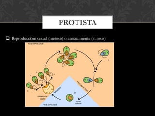 PROTISTA
 Reproducción: sexual (meiosis) o asexualmente (mitosis)
 