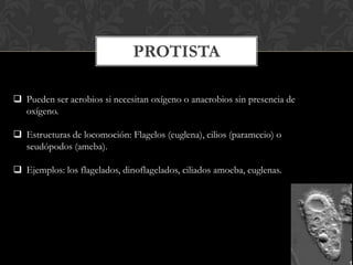 PROTISTA
 Pueden ser aerobios si necesitan oxígeno o anaerobios sin presencia de
oxígeno.
 Estructuras de locomoción: Flagelos (euglena), cilios (paramecio) o
seudópodos (ameba).
 Ejemplos: los flagelados, dinoflagelados, ciliados amoeba, euglenas.
 