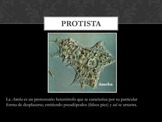 PROTISTA
La Ameba es un protozoario heterótrofo que se caracteriza por su particular
forma de desplazarse; emitiendo pseudópodos (falsos pies) y así se arrastra.
 