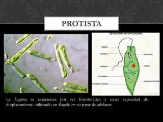 PROTISTA
La Euglena se caracteriza por ser fotosintética y tener capacidad de
desplazamiento utilizando un flagelo en su parte de adelante
 