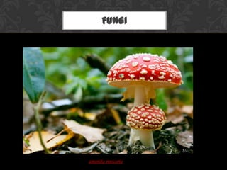FUNGI
amanita muscaria
 