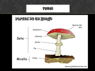 FUNGI
 