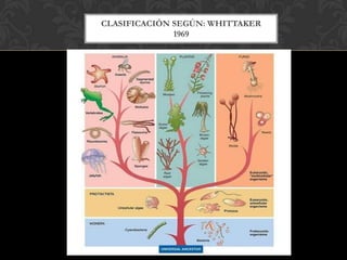 CLASIFICACIÓN SEGÚN: WHITTAKER
1969
 