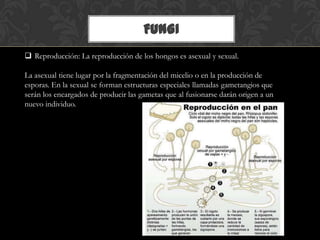 FUNGI
 Reproducción: La reproducción de los hongos es asexual y sexual.
La asexual tiene lugar por la fragmentación del micelio o en la producción de
esporas. En la sexual se forman estructuras especiales llamadas gametangios que
serán los encargados de producir las gametas que al fusionarse darán origen a un
nuevo individuo.
 