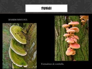 FUNGI
BASIDIOMYCOTA
Formadores de sombrilla.
 