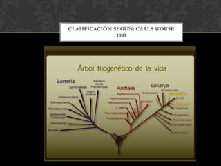 CLASIFICACIÓN SEGÚN: CARLS WOESE
1991
 