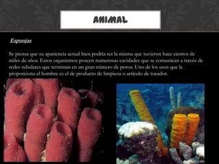 ANIMAL
Esponjas
Se piensa que su apariencia actual bien podría ser la misma que tuvieron hace cientos de
miles de años. Estos organismos poseen numerosas cavidades que se comunican a través de
redes tubulares que terminan en un gran número de poros. Uno de los usos que le
proporciona el hombre es el de producto de limpieza o artículo de tocador.
 