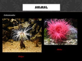 ANIMAL
Celenterados
Pólipo
Hidra
 
