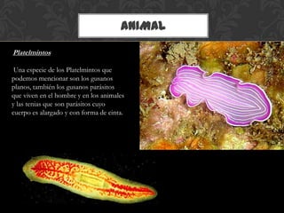 ANIMAL
Platelmintos
Una especie de los Platelmintos que
podemos mencionar son los gusanos
planos, también los gusanos parásitos
que viven en el hombre y en los animales
y las tenias que son parásitos cuyo
cuerpo es alargado y con forma de cinta.
 