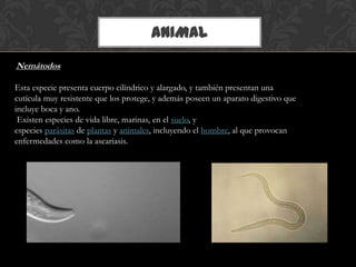 ANIMAL
Nemátodos
Esta especie presenta cuerpo cilíndrico y alargado, y también presentan una
cutícula muy resistente que los protege, y además poseen un aparato digestivo que
incluye boca y ano.
Existen especies de vida libre, marinas, en el suelo, y
especies parásitas de plantas y animales, incluyendo el hombre, al que provocan
enfermedades como la ascariasis.
 