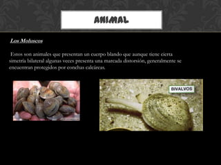 ANIMAL
Los Moluscos
Estos son animales que presentan un cuerpo blando que aunque tiene cierta
simetría bilateral algunas veces presenta una marcada distorsión, generalmente se
encuentran protegidos por conchas calcáreas.
 