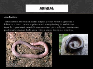 ANIMAL
Los Anélidos
Estos animales presentan un cuerpo alargado y suelen habitar el agua dulce o
habitar en la tierra. Los más populares son: Las sanguijuelas y las lombrices de
tierra. La respiración de estos individuos es cutánea pero en algunos casos también
pueden ser bronquiales. En lo que se refiere a aparato digestivo es completo.
 
