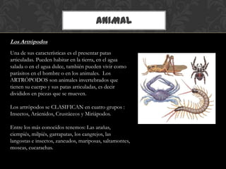 ANIMAL
Los Artrópodos
Una de sus características es el presentar patas
articuladas. Pueden habitar en la tierra, en el agua
salada o en el agua dulce, también pueden vivir como
parásitos en el hombre o en los animales. Los
ARTRÓPODOS son animales invertebrados que
tienen su cuerpo y sus patas articuladas, es decir
divididos en piezas que se mueven.
Los artrópodos se CLASIFICAN en cuatro grupos :
Insectos, Arácnidos, Crustáceos y Miriápodos.
Entre los más conocidos tenemos: Las arañas,
ciempiés, milpiés, garrapatas, los cangrejos, las
langostas e insectos, zancudos, mariposas, saltamontes,
moscas, cucarachas.
 