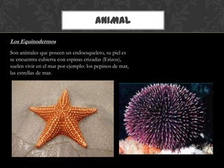 ANIMAL
Los Equinodermos
Son animales que poseen un endoesqueleto, su piel es
se encuentra cubierta con espinas erizadas (Erizos),
suelen vivir en el mar por ejemplo: los pepinos de mar,
las estrellas de mar.
 