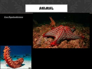 ANIMAL
Los Equinodermos
 