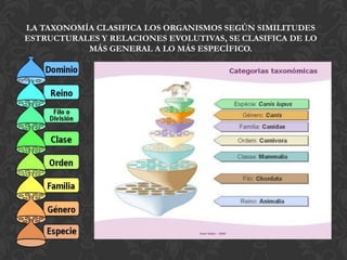 LA TAXONOMÍA CLASIFICA LOS ORGANISMOS SEGÚN SIMILITUDES
ESTRUCTURALES Y RELACIONES EVOLUTIVAS, SE CLASIFICA DE LO
MÁS GENERAL A LO MÁS ESPECÍFICO.
 