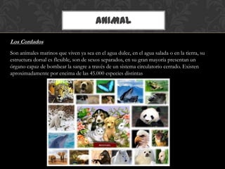 ANIMAL
Los Cordados
Son animales marinos que viven ya sea en el agua dulce, en el agua salada o en la tierra, su
estructura dorsal es flexible, son de sexos separados, en su gran mayoría presentan un
órgano capaz de bombear la sangre a través de un sistema circulatorio cerrado. Existen
aproximadamente por encima de las 45.000 especies distintas
 