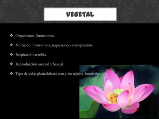 VEGETAL
 Organismos Eucariontes.
 Nutrición: fotosíntesis, respiración y transpiración.
 Respiración aerobia.
 Reproducción asexual y Sexual.
 Tipo de vida: pluricelulares con y sin tejidos. Inmóviles.
 