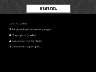 VEGETAL
CLASIFICACIÓN:
 Briophytas (hepáticas antoceros y musgos)
 Traqueophytas (helechos)
 Angiospermas (con flor y fruto)
 Gimnospermas (ciprés y pino).
 