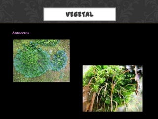 VEGETAL
Antoceros
 