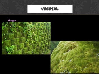 VEGETAL
Musgos
 