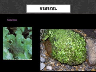 VEGETAL
hepáticas
 