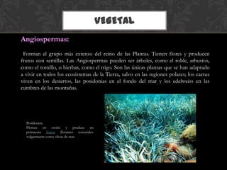 VEGETAL
Angiospermas:
Forman el grupo más extenso del reino de las Plantas. Tienen flores y producen
frutos con semillas. Las Angiospermas pueden ser árboles, como el roble, arbustos,
como el tomillo, o hierbas, como el trigo. Son las únicas plantas que se han adaptado
a vivir en todos los ecosistemas de la Tierra, salvo en las regiones polares; los cactus
viven en los desiertos, las posidonias en el fondo del mar y los edelweiss en las
cumbres de las montañas.
Posidonias:
Florece en otoño y produce en
primavera frutos flotantes conocidos
vulgarmente como olivas de mar.
 