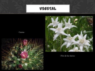VEGETAL
Flor de las nieves
Cactus
 
