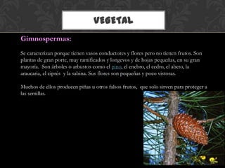 VEGETAL
Gimnospermas:
Se caracterizan porque tienen vasos conductores y flores pero no tienen frutos. Son
plantas de gran porte, muy ramificados y longevos y de hojas pequeñas, en su gran
mayoría. Son árboles o arbustos como el pino, el enebro, el cedro, el abeto, la
araucaria, el ciprés y la sabina. Sus flores son pequeñas y poco vistosas.
Muchos de ellos producen piñas u otros falsos frutos, que solo sirven para proteger a
las semillas.
 