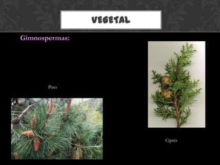 VEGETAL
Gimnospermas:
Pino
Ciprés
 