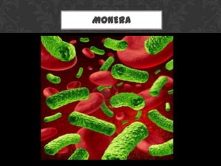 MONERA
 