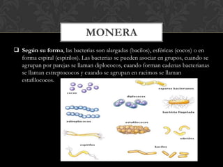 MONERA
 Según su forma, las bacterias son alargadas (bacilos), esféricas (cocos) o en
forma espiral (espirilos). Las bacterias se pueden asociar en grupos, cuando se
agrupan por parejas se llaman diplococos, cuando forman cadenas bacterianas
se llaman estreptococos y cuando se agrupan en racimos se llaman
estafilococos.
 