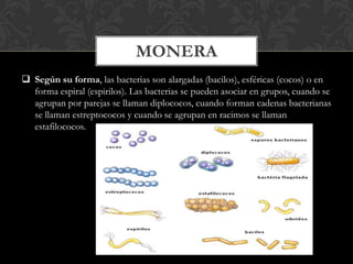 MONERA
 Según su forma, las bacterias son alargadas (bacilos), esféricas (cocos) o en
forma espiral (espirilos). Las bact...