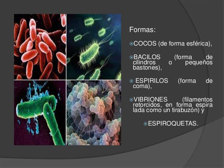 Reinos biologia