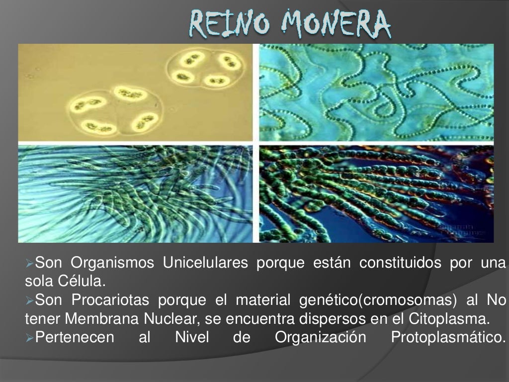 Los 5 reinos y los Tres dominios