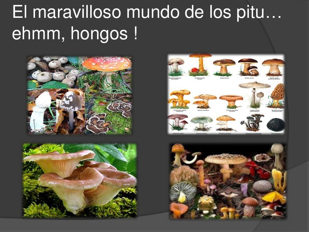 Los 5 reinos y los Tres dominios