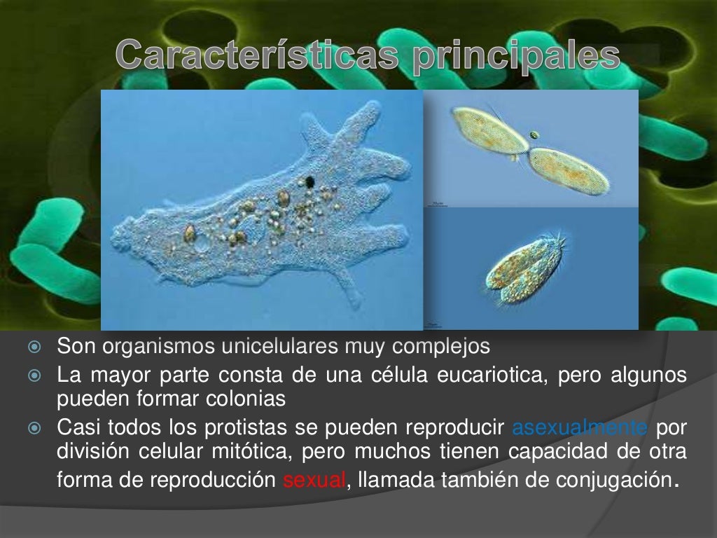 Los 5 reinos y los Tres dominios