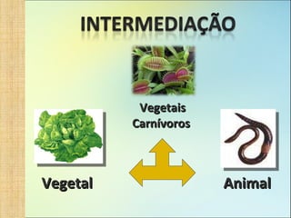 Vegetais Carnívoros   Vegetal Animal 