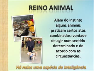 Além do instinto alguns animais praticam certos atos combinados: vontade de agir num sentido determinado e de acordo com as circunstâncias. 