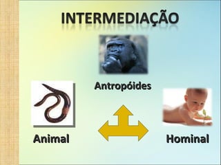 Antropóides Animal Hominal 