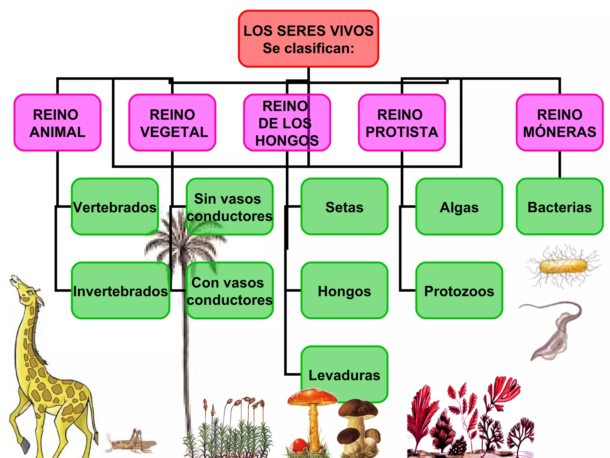Reinos de la naturaleza | PPS