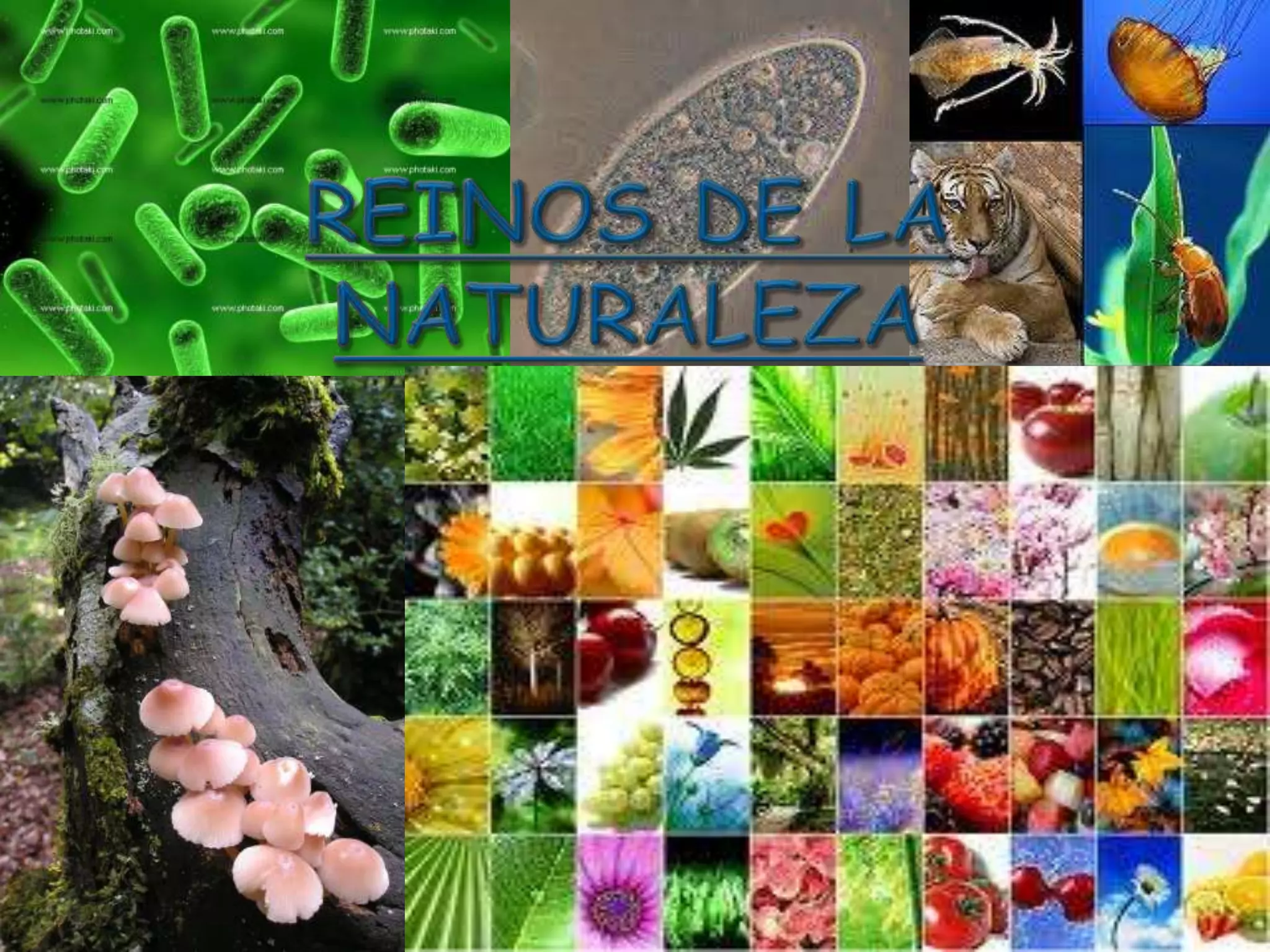 Reinos De La Naturaleza Ppt