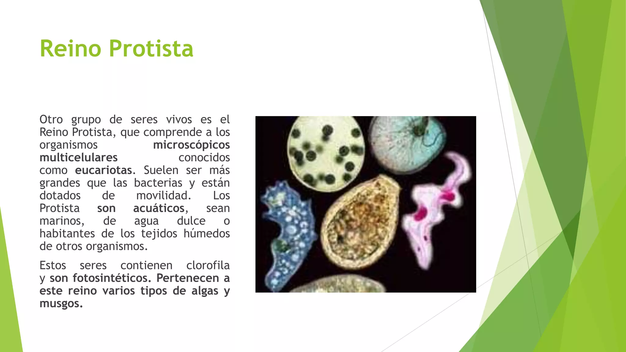 Reinos de la naturaleza | PPTX