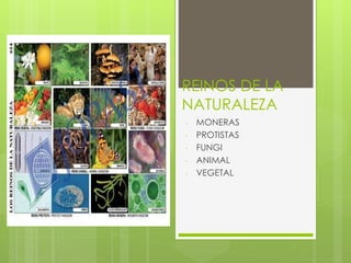 REINOS DE LA 
NATURALEZA 
- MONERAS 
- PROTISTAS 
- FUNGI 
- ANIMAL 
- VEGETAL 
 