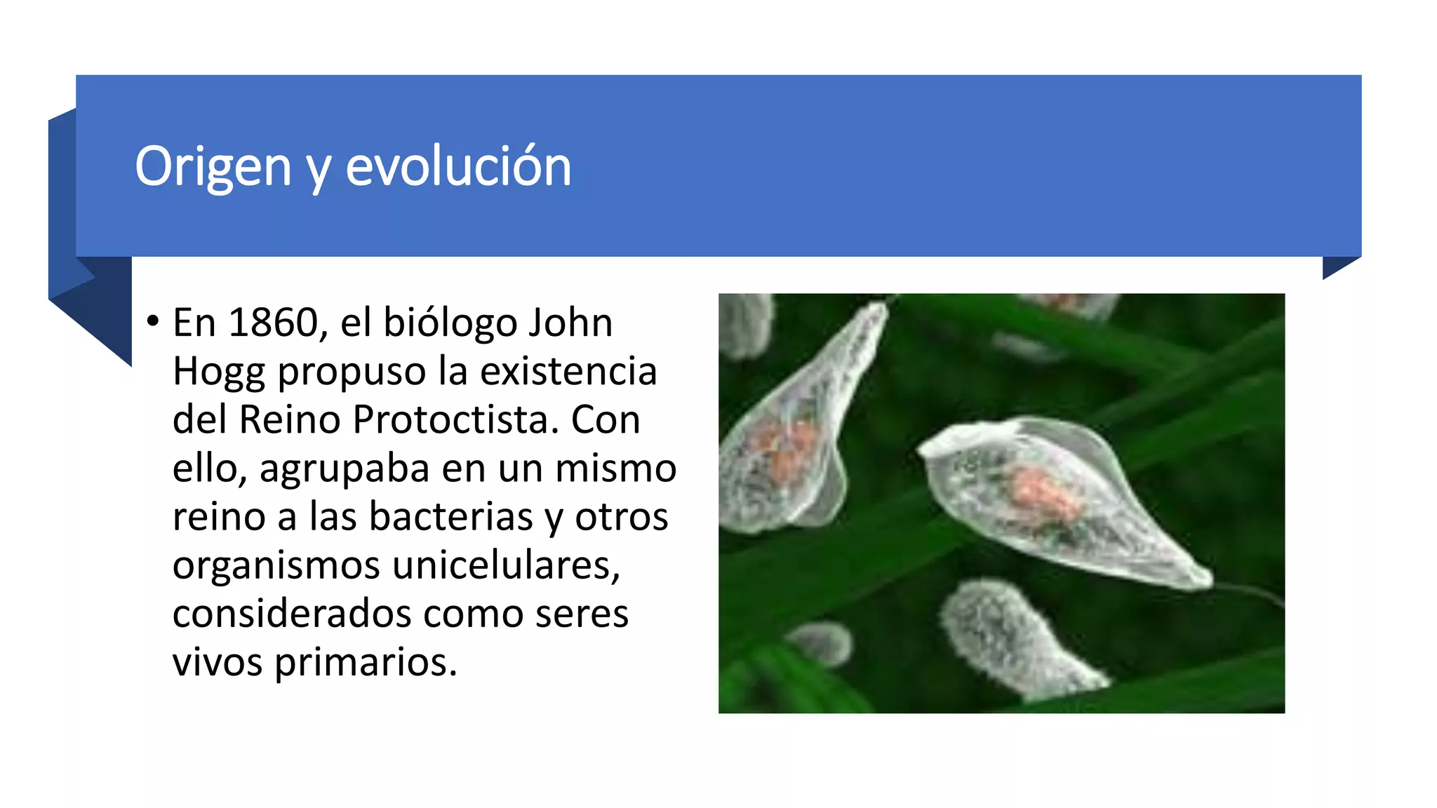 Reino Protista | PPTX